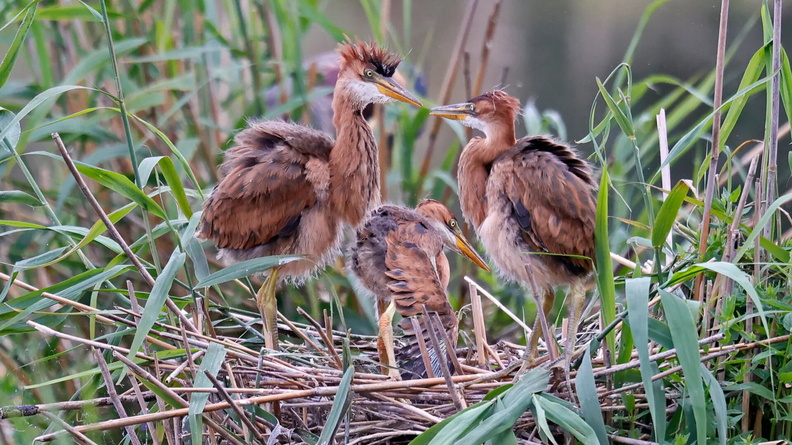 Purple Heron (Ardea purpurea) squabs in their nest, Wagbachniederung nature peserve, Oberhausen-Rheinhausen, Germany